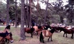 马配驴视频,一场跨物种的欢乐碰撞